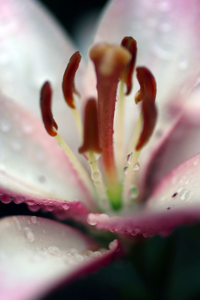 Photograph by Юлия Фомина