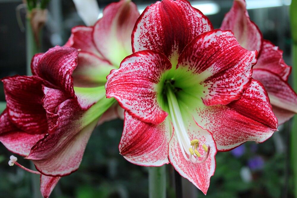 Photograph by Галина Мазур