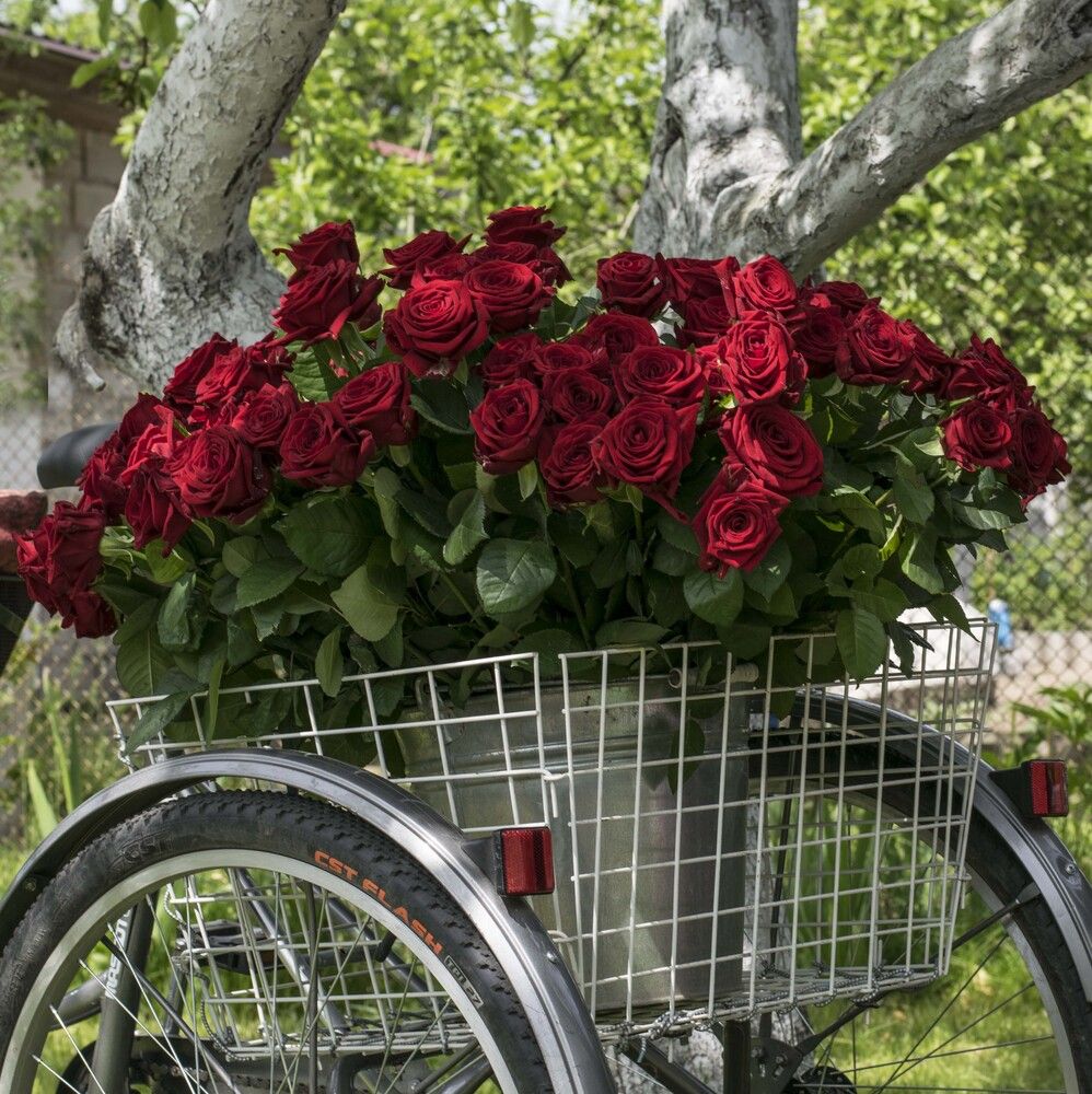 Photograph by Нестеренко Светлана