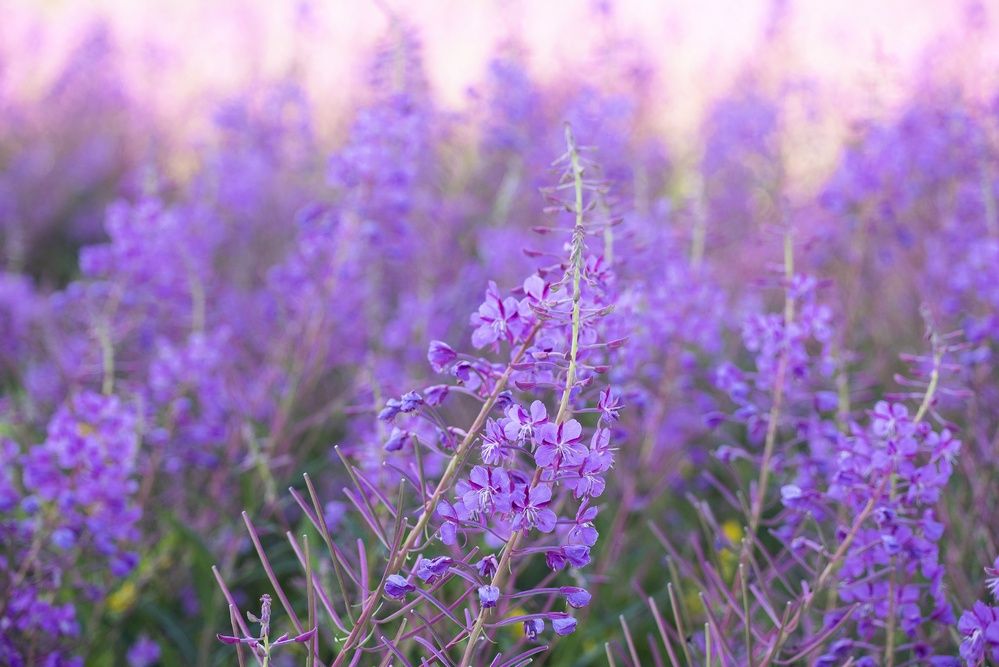 Photograph by Gurdina Lena