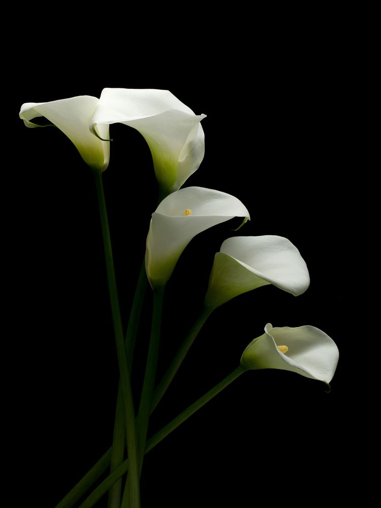 Photograph by Dar Veter