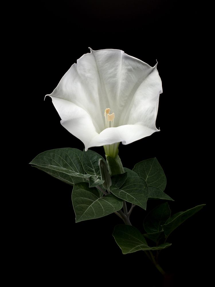 Photograph by Dar Veter