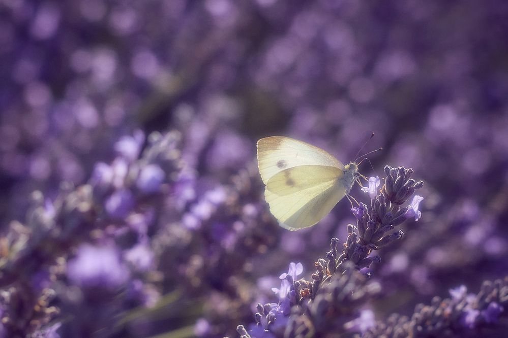 Photograph by Анна Опанасенко