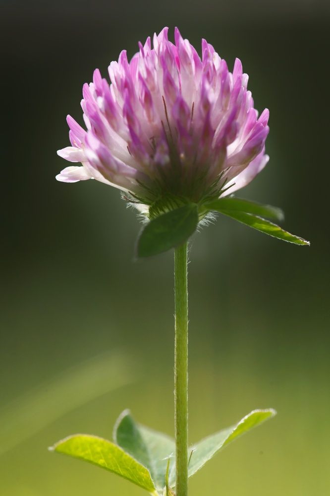 Photograph by Микрокосмос Владимир