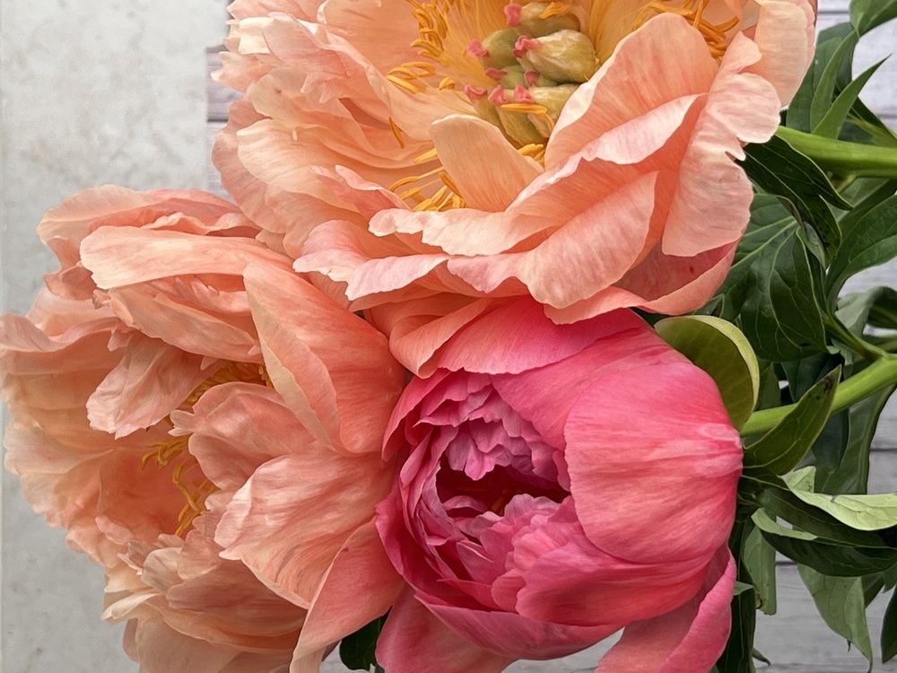 Photograph by Eugenia Schmidt