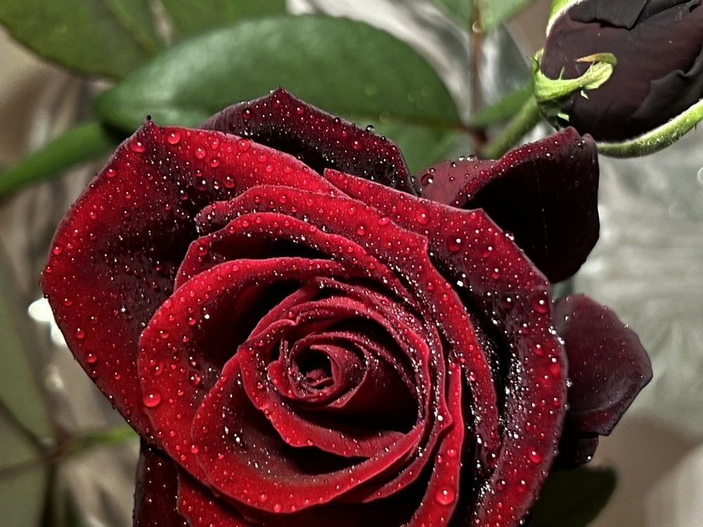 Photograph by Eugenia Schmidt