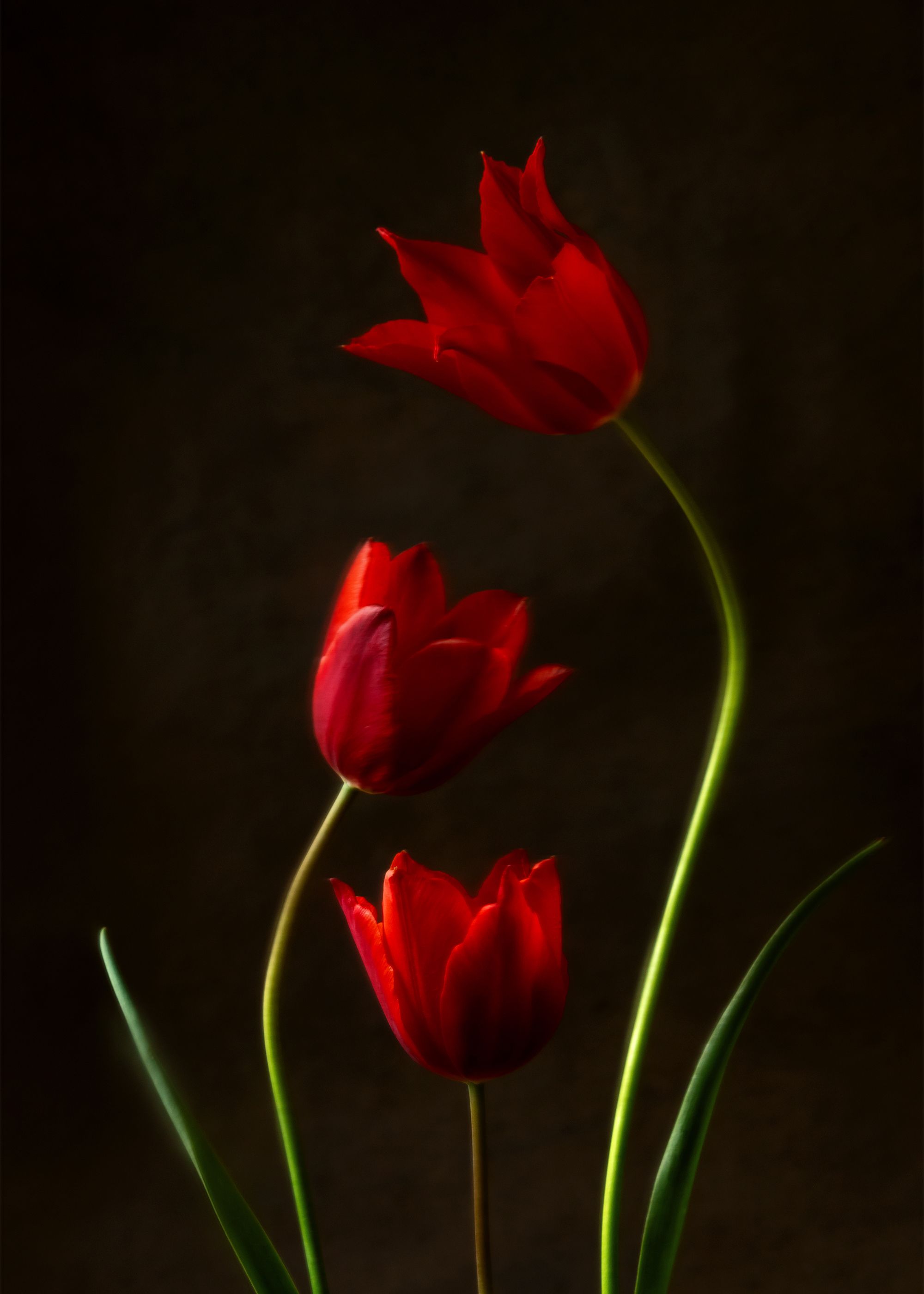 Фотография автора Анна Листишенко