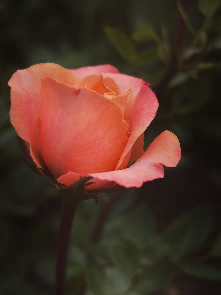 Photograph by Анна Якубинас