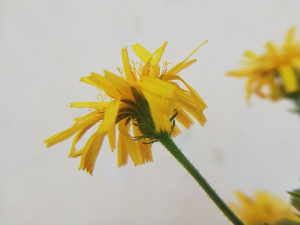 Фотография автора Kristine Sargsyan