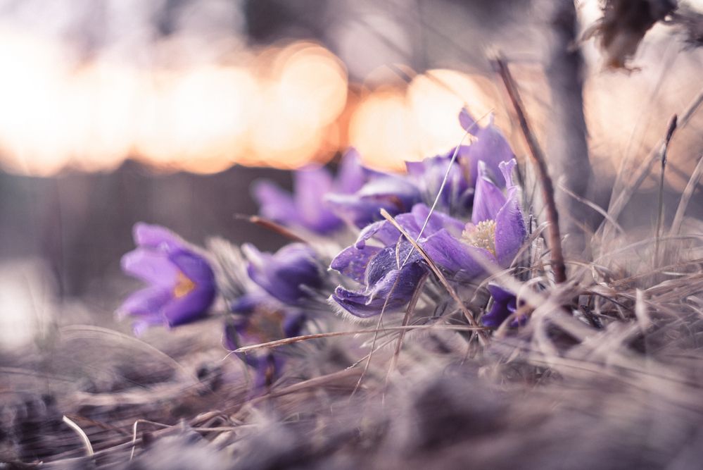 Фотография автора Михаил Кругов