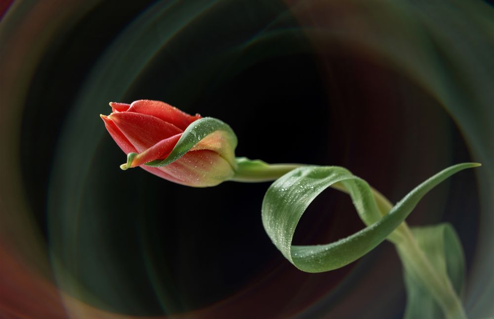 Фотография автора Анна Листишенко