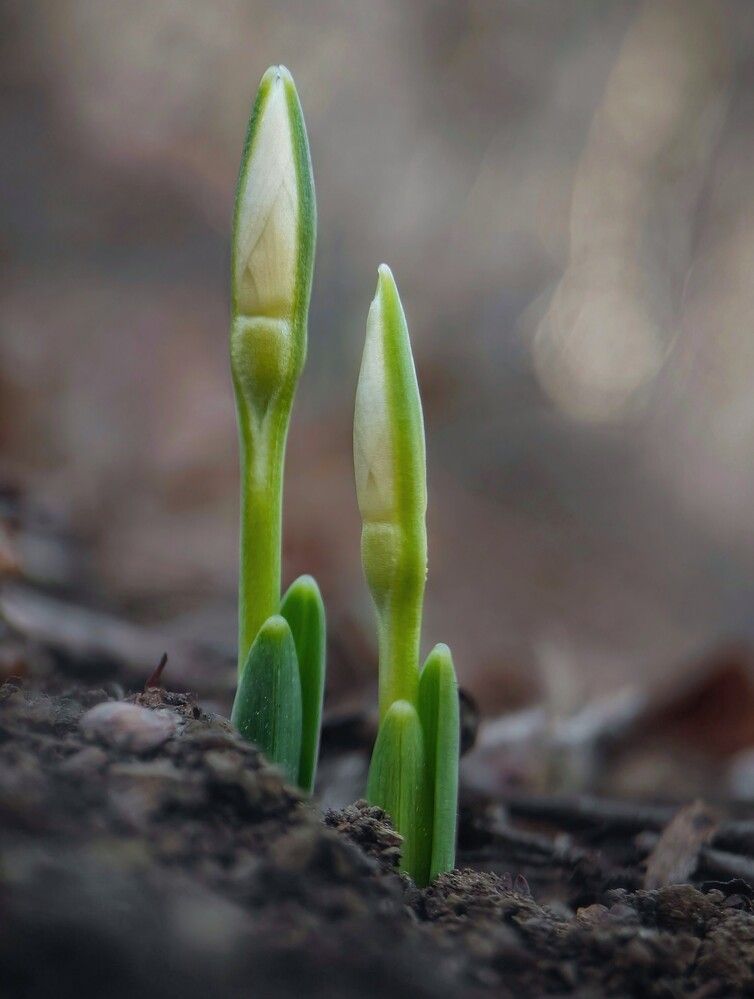 Snowdrop.