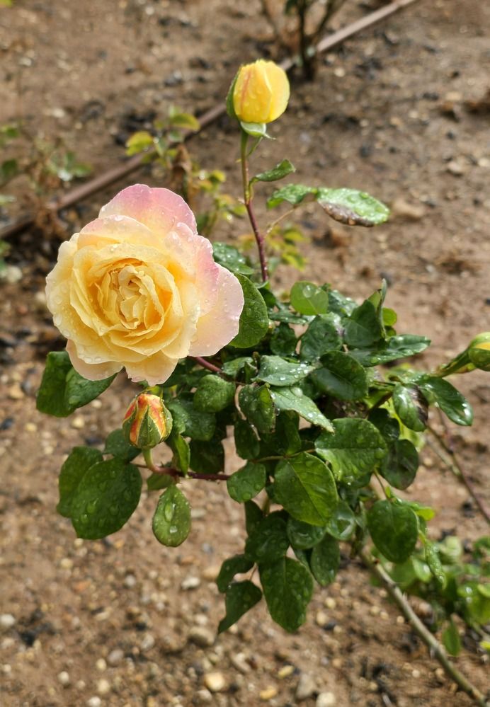 Photograph by Yulia Rotbach