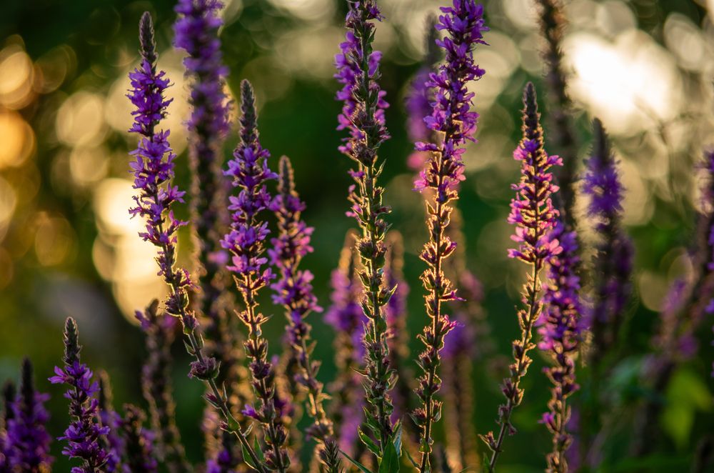 Photograph by Василий Богомолов