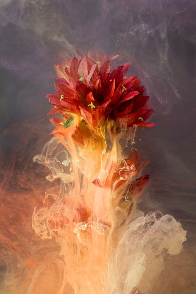 Фотография автора  Inga Ivanova APCA, EPCA, EPCA/B, P IAAP