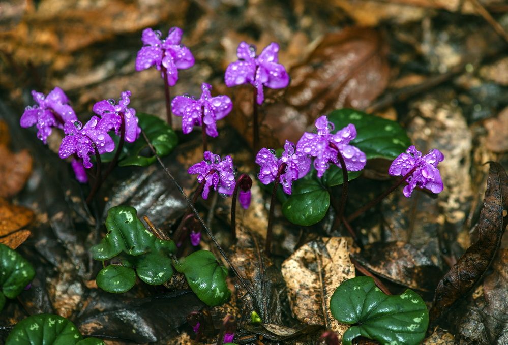 Цикламены умытые