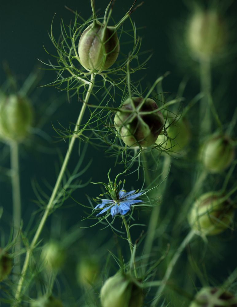 Фотография автора Анна Листишенко