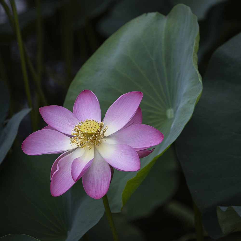 Photograph by Марина Маликова