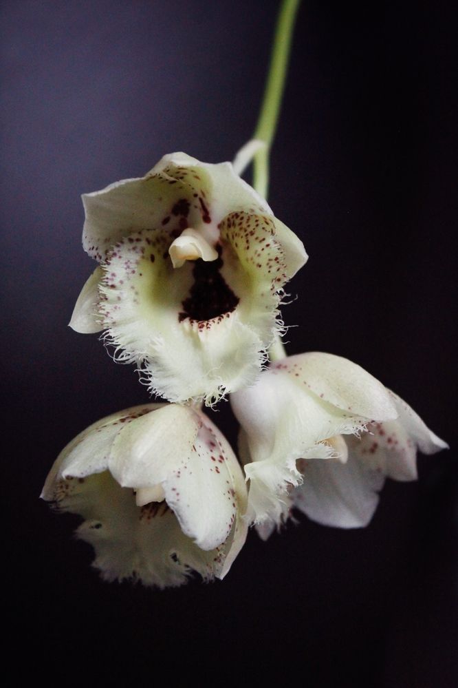 Photograph by Астафьева Анастасия