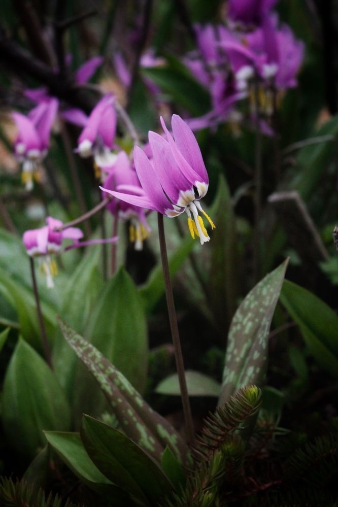 Photograph by Астафьева Анастасия