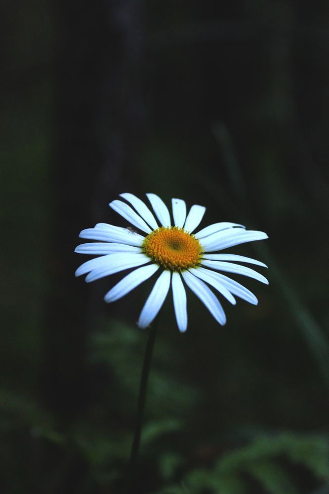 Photograph by Полина Овчинникова