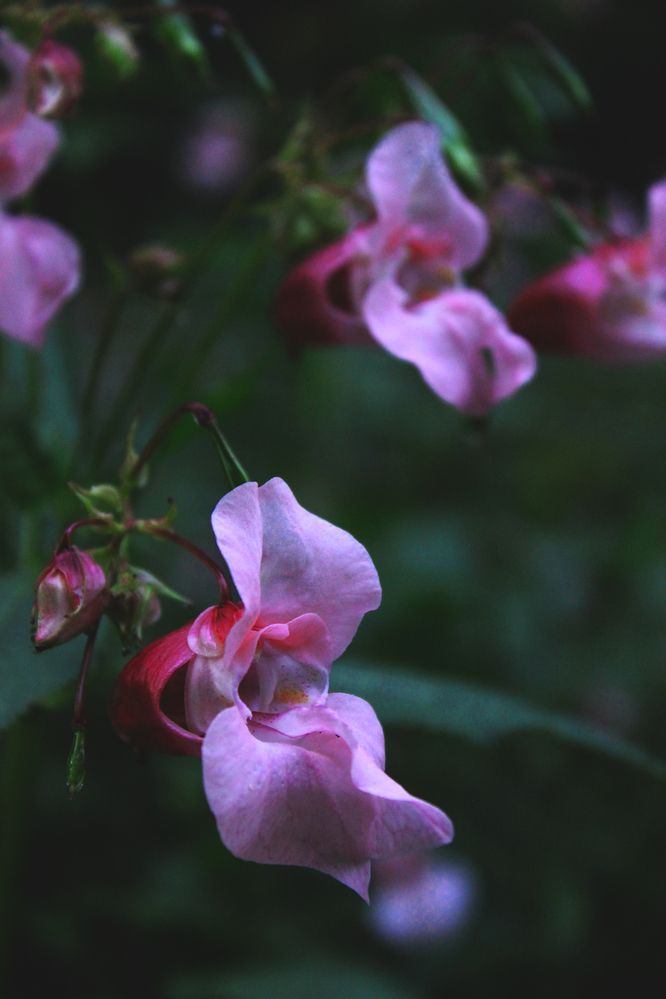 Photograph by Полина Овчинникова
