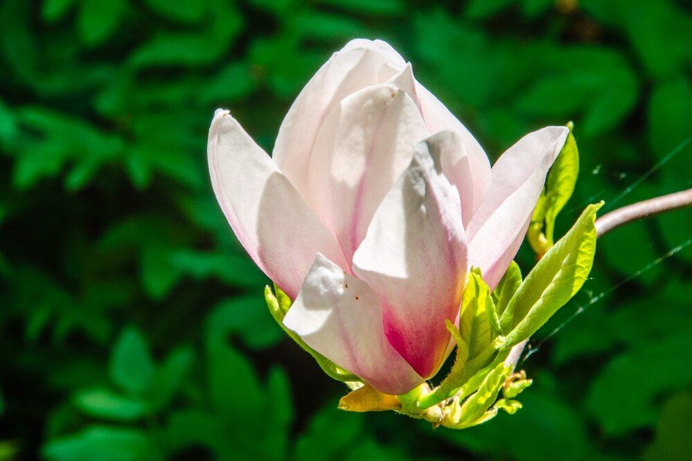 Photograph by Галина Ложечникова