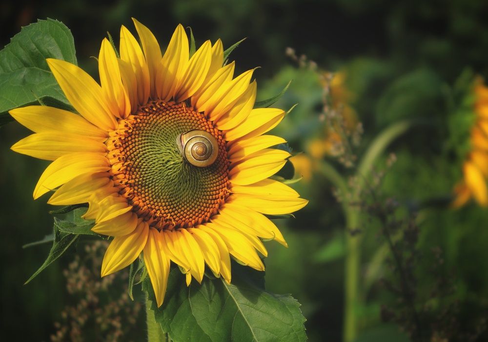 Photograph by Татьяна Сычёва