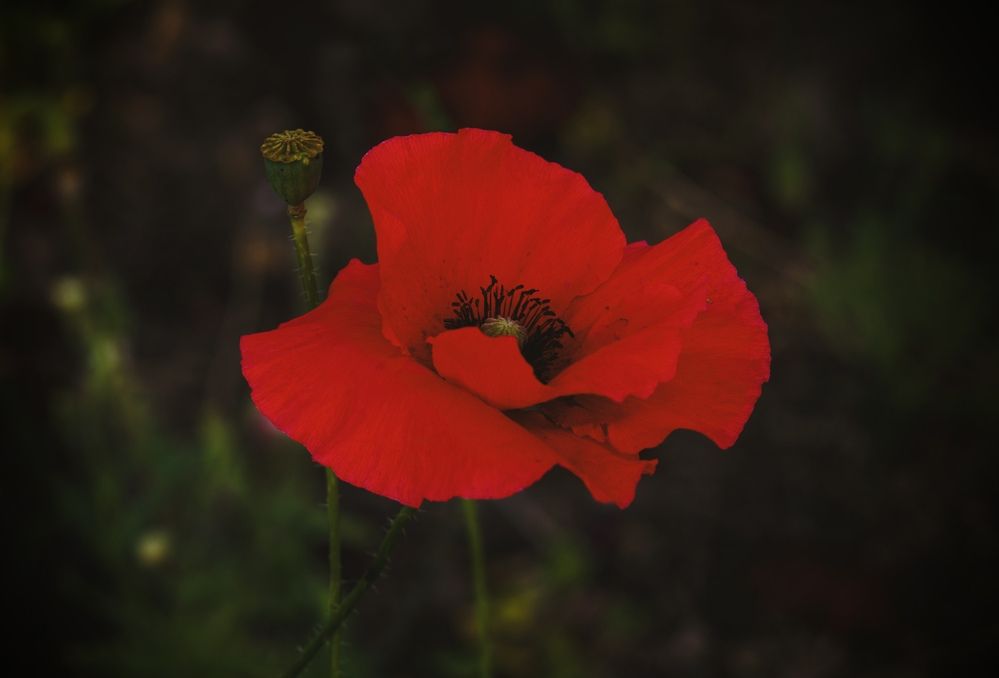Photograph by Ирина Кожухова