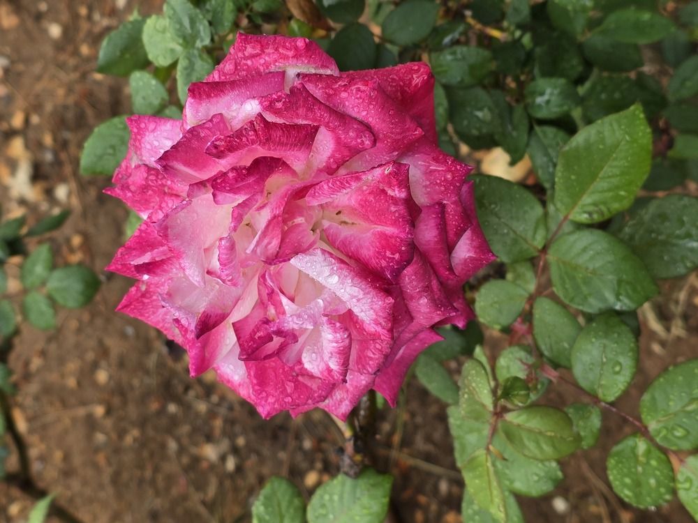 Photograph by Yulia Rotbach