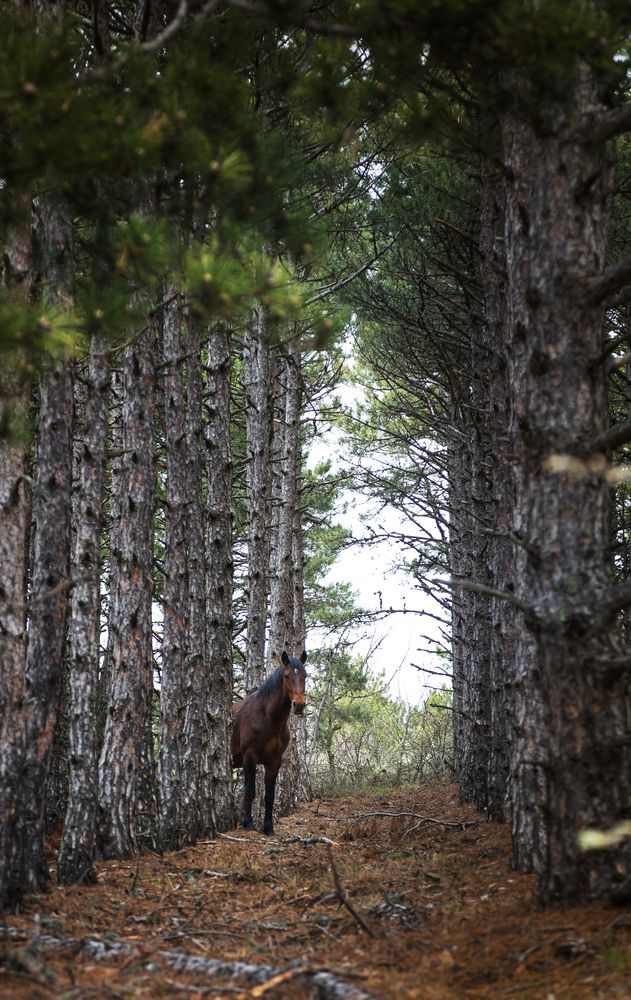 Photograph by Алексей Ефанов