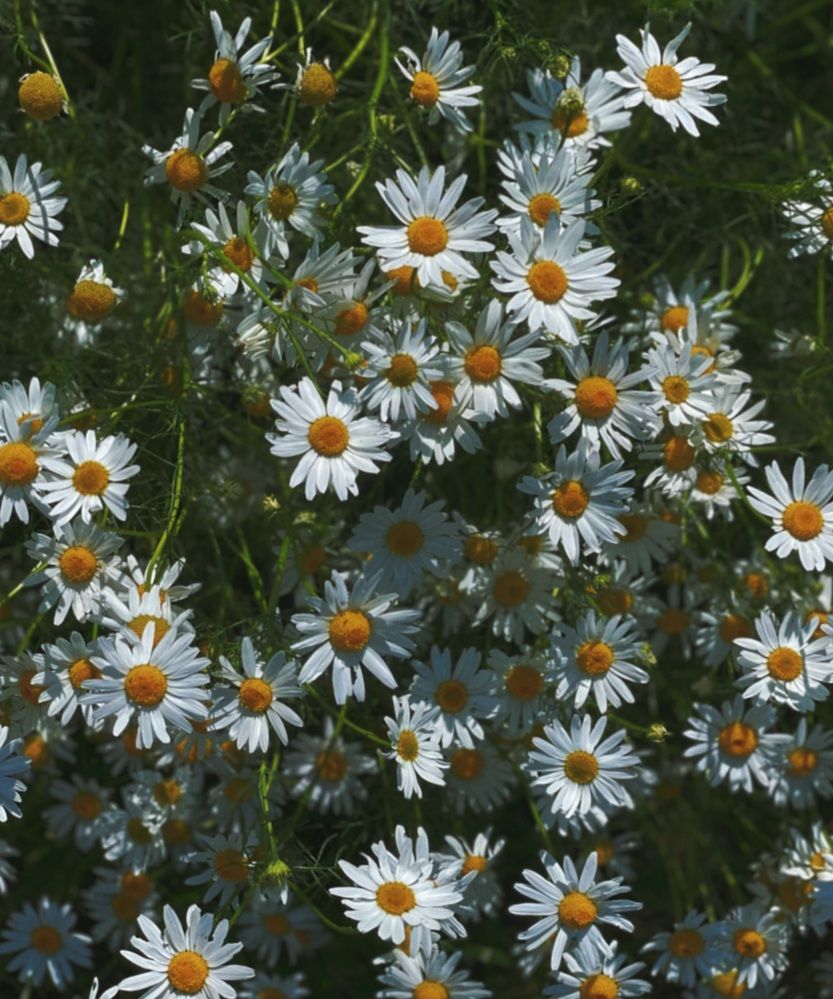 Photograph by Лада Сартакова