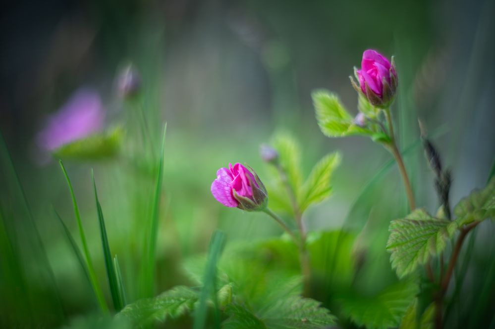 Куманика (княженика)