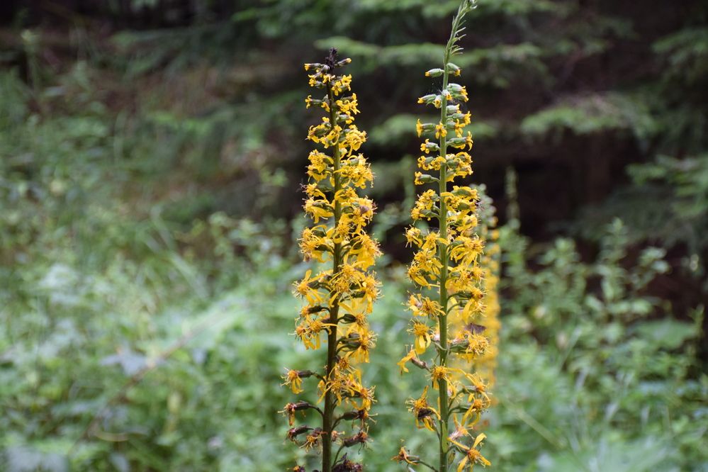 Photograph by Роман Блинов