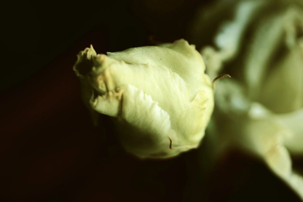 Photograph by Эльвира Зарипова