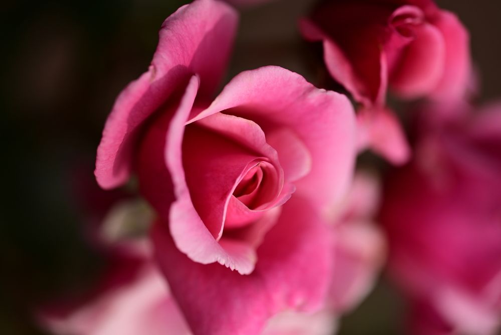 Photograph by Elvira Ner