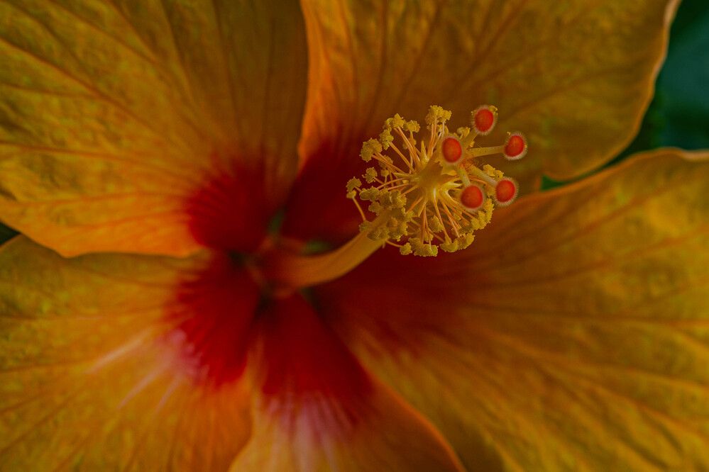 Photograph by Massimo Chiozzi