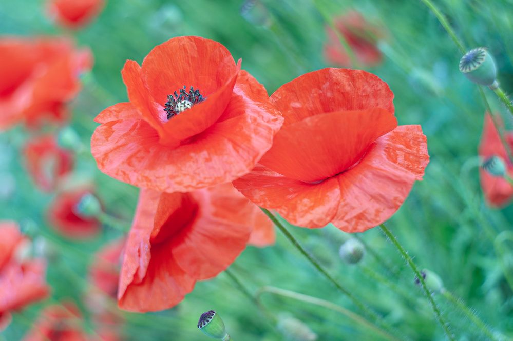 Photograph by Владимир Тузлай