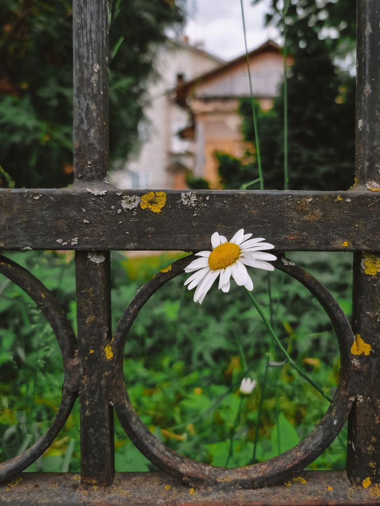 Фотография автора Светлана Алексеева