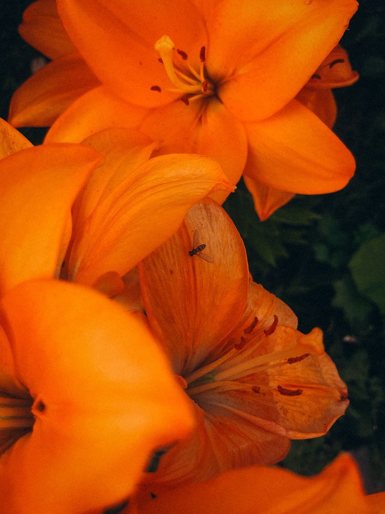 Photograph by Елена Михалева