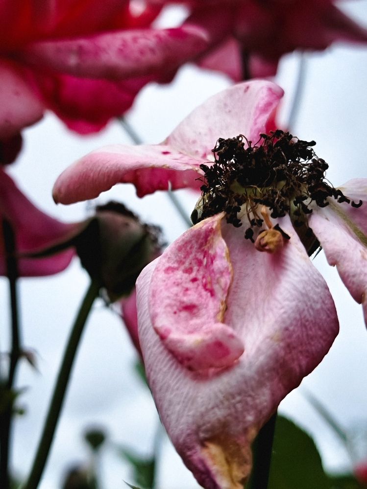 Фотография автора Светлана Алексеева