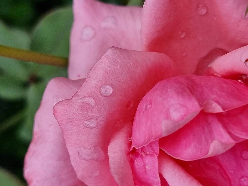 Фотография автора Светлана Алексеева