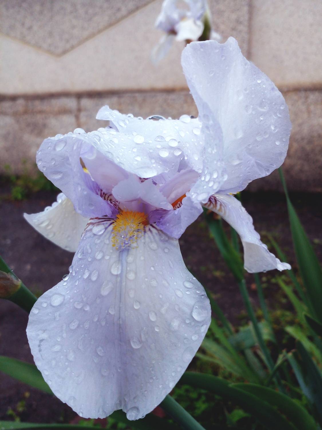 Photo #12477744