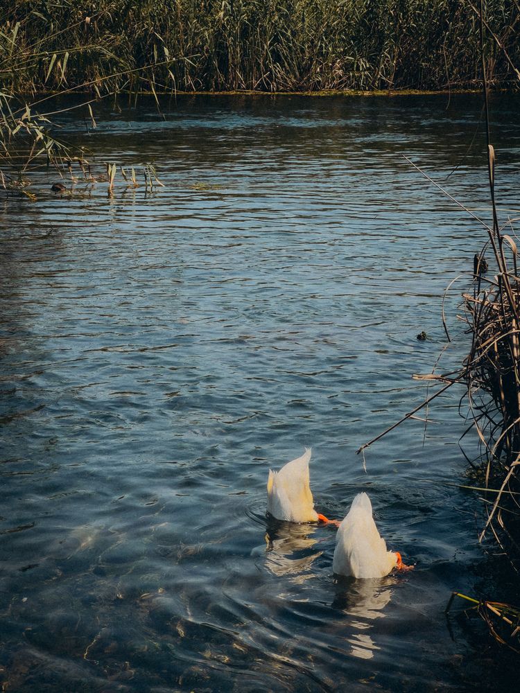 Photograph by Елена Михалева