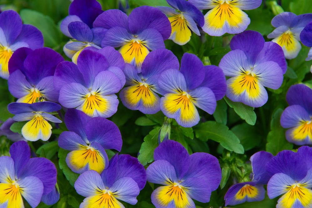 Photograph by Kulikova Albina