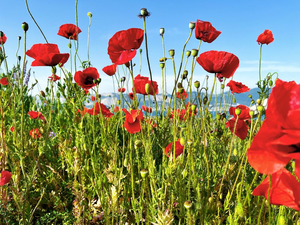 Маки и море