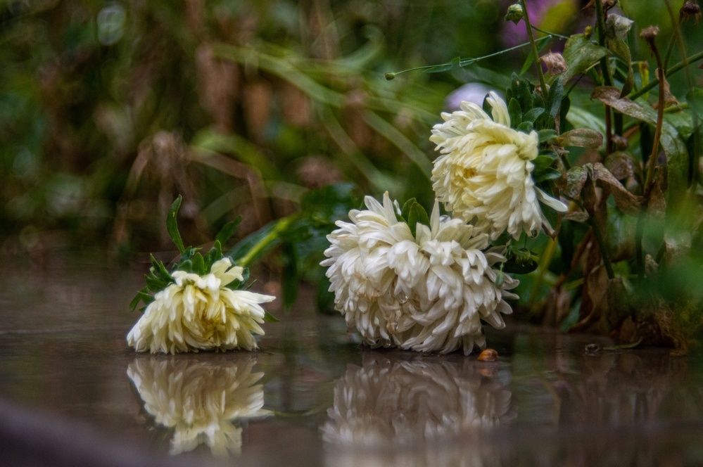 Photograph by Анастасия