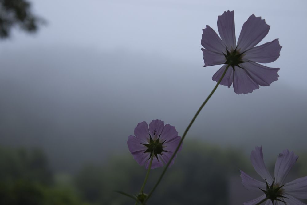 Фотография автора Екатерина Пачина