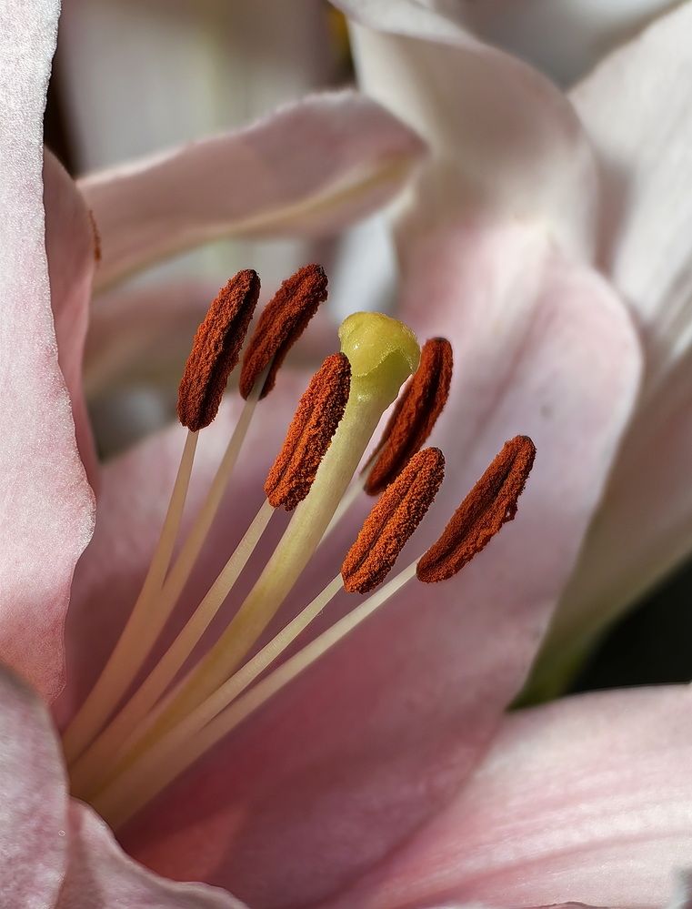 Photograph by Кристина Феминова