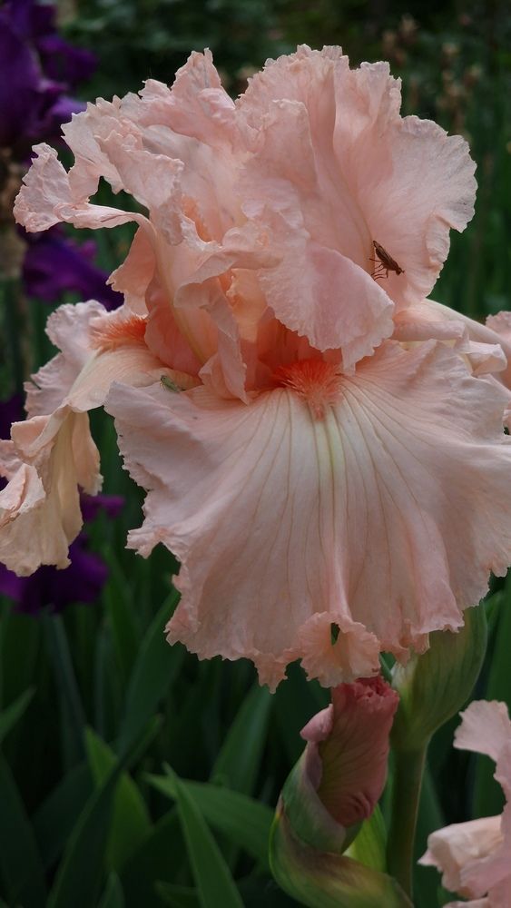 Фотография автора Ольга Быстрова